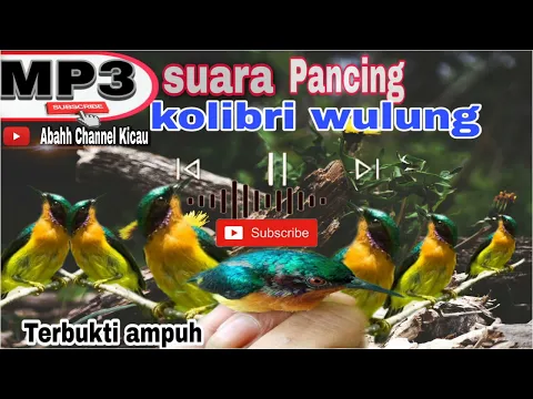Download MP3 Suara pikat Pancing kolibri wulung terbukti ampuh,,, suara kolmun d alam Liar