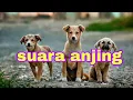 Download Lagu suara anjing menakuti kucing || galak
