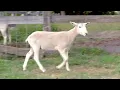LOT 12 - HIGH ROAD SHEEP