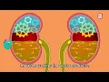 What If You Hold Your Urine For Too Long? | How Urinary System Works? | The Dr Binocs Show For Kids
