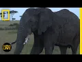 Download Safari Live - Day 325 | National Geographic mp4 3gp mp3 videos - waplic