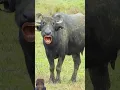 Lagu Pani lao re 🐄😂 \\ सब्जी और पूड़ी ले आओ रे 😂 #comedy #funny #cow #wildlife #animals #shorts #buffalo