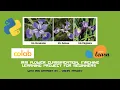 Iris Flower Classification machine learning project for beginners using python