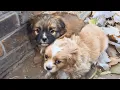 Download Lagu “Nobody Wanted Us.” Stray Puppies Were Struggling Through the Harsh Winter When They Found Me