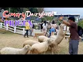 Download Lagu BERMAIN DAN KASIH MAKAN DOMBA, ONTA, KELEDAI, KELINCI DAN NAIK KUDA | CIMORY DAIRYLAND #cimory