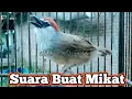 Download Lagu Mikat Burung Kaso Kaso Dengan Suara Ini Dijamin Ampuh