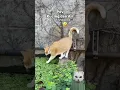 Download Lagu Kucing Paling Ngakak Sedunia !! #kucinglucu #funny #funnyvideo #funnycats #kucingoyen #cat
