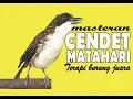 Download Lagu Burung Cendet Matahari - Terapi burung juara