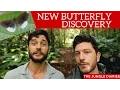BUTTERFLY DISCOVERY in the Amazon