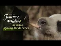 Download Lagu Qinling Panda Series Ep. 3: How pandas went from carnivores to bamboo lovers
