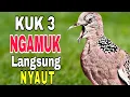 Download Lagu Tekukur derkuku kuk 3 lokal gacor ngamuk - raja tekukur asli