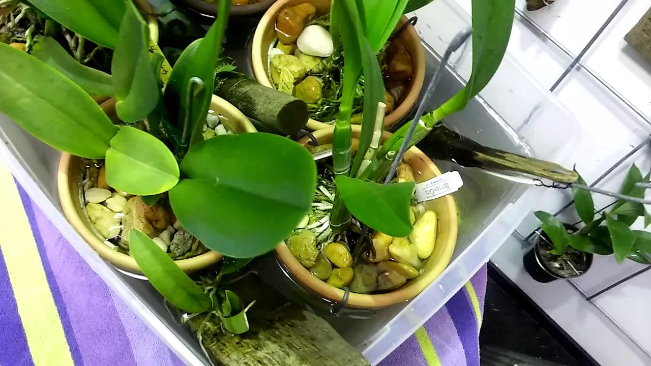 ORCHIDS............WATERING, CLAY, POTS, ABSORBTION, CHAT