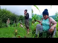 Download Lagu Anita helping Adhiraj's Parents in Village II Nepali Village life@pastorallifeofnepal