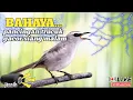Download Lagu SUARA TRUCUKAN GACOR SUPER JERNIH DAN JELAS NONSTOP SIANG MALAM