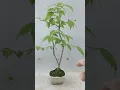 Download Lagu ツリバナマユミ 小さな実がユラユラ揺れて楽しいかも #盆栽 #bonsai #ヤフオク