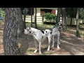 DOGALMAR Breeding GREAT Friends