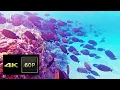 Download Lagu EGYPT 2019 \u0026 UNDERWATER RELAXING | Marsa Nakari - Red Sea Diving Safari + Blue Lagoon Beach | 4K 60P