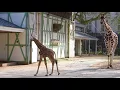 Download Lagu Netgiraffeveulen ARTIS zet eerste stappen op de Savanne