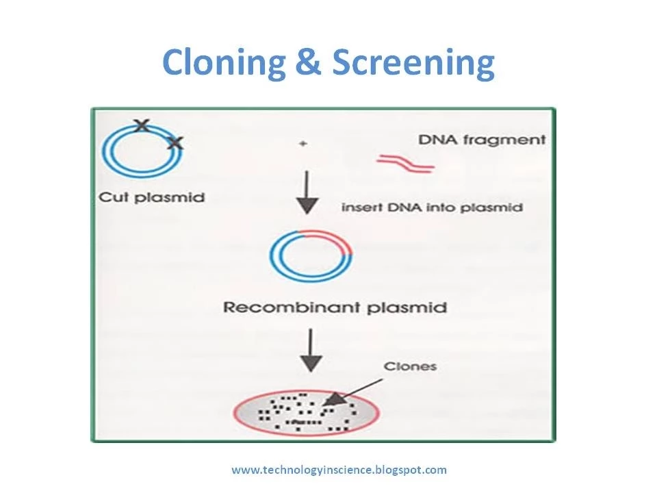 Recombinant Protein Expression in Ecoli