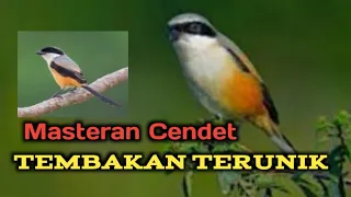 suara cendet tembakan terunik mp3 