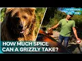 What Happens When You Pepper-Test A 700lb Grizzly Bear MythBusters