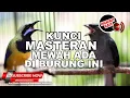 Download Lagu #1 🔴Cucak Cungkok vs Srigunting Gacor Full Isian Tajam Mewah❗️