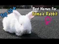 Rabbit Names Top 50 Best Names of Female Rabbit Rabbit Girl Names