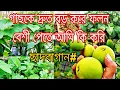 Download Lagu গাছের দ্রুত বৃদ্ধি আর ফলন পেতে আমি যা করি। বাগান থেকেই মায়ের জন্য তৈরি করলাম গিফট বক্স #roofgarden 