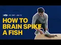 How to Brain Spike A Fish Ike Jime How To