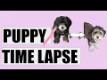 Mini Bernedoodle Time Lapse - 8 Weeks to Six Months in 20 seconds