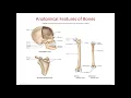Chapter 8 The Skeletal System
