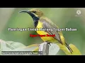 Download Lagu Suara Pancingan Burung Sogon Bahan Agar Cepat Bunyi Mp3#SogonGacor#SogonNgeriwik#SogonMalnia