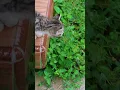 Download Lagu Kitten wil me-time: nog niet storen! #schattigekitten #kitten