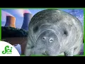 Why Do Manatees Die When Power Plants Shut Down