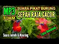 Download Lagu Mp3 suara pikat burung sepah raja | Suara pikat burung sepah raja ribut | Burung sepah raja gacor