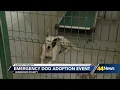 Henderson shelter holds emergency free dog adoption event amid overcapacity crisis
