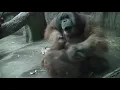 Download Lagu Orang-Utan Fight between Father (Bimbo) and son (suaq)