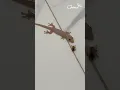 Download Lagu A gluttonous house lizard - house gecko #animals #Lizard #Gecko