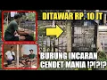 Lagu CENDET MANIA Mana Yang Gak NAKSIR Dengan Burung Cendet Seperti Ini || Auto Langsung Saya Tawar