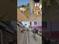 Download Lagu chhoti chhoti gaiya chote chote gwal #chhotichhotigaiya #cow #cowlover #gaumatakijaiho #cowvideos