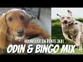 Lagu Houmouse en Bonte Jari - Odin \u0026 Bingo Mix