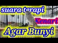Download Lagu cuitan kenari JANTAN untuk merangsang kenari paud agar gacor 🐦| pancingan kenari paud agar gacor dor