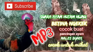 Download SUARA AYAM HUTAN NGEKEK COCOK BUAT AYAM MALES BUNYI MP3