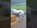 Power Of The Guardian White Mare Kicks Weasel Away From Vulnerable Foals