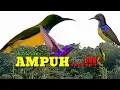 Download Lagu suara pancingan burung sogon, korlap dan konin@wendy chanel