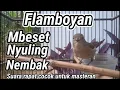 Download Lagu Flamboyan gacor semua burung emosi