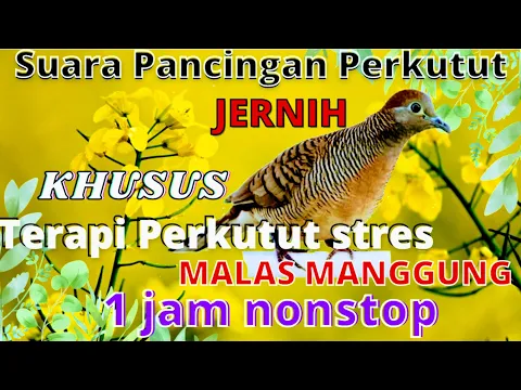 Download MP3 Pikat Perkutut Ampuh - Pancingan perkutut stres