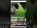 suara pikat ampuh semua cucak ijo yang susah turun