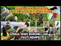 Download Lagu SUARA PIKAT SEMUA JENIS BURUNG KECIL TERAMPUH | burung ribut