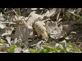 Morel Mushroom Foraging